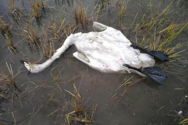 حادثه مرگ مشکوک مرغان دریایی در ساحل بابلسر ، هشدار برای آنفلوآنزای فوق حاد پرندگان
