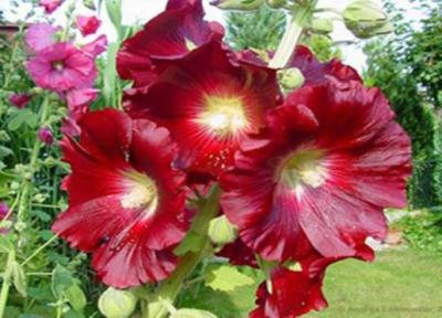 معرفی خطمی و خواص درمانی آن