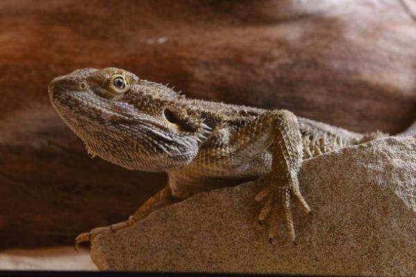 توصیه هایی برای عکاسی از حیوانات اهلی کوچک