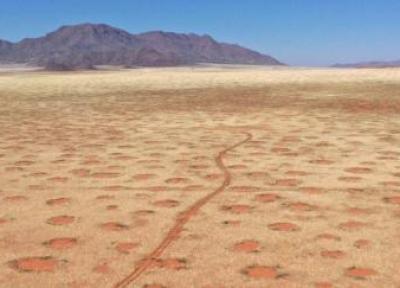 اسرار دایره های سحر آمیز صحرای نامیب ، کوشش شگفت آور علف ها برای دسترسی به آب
