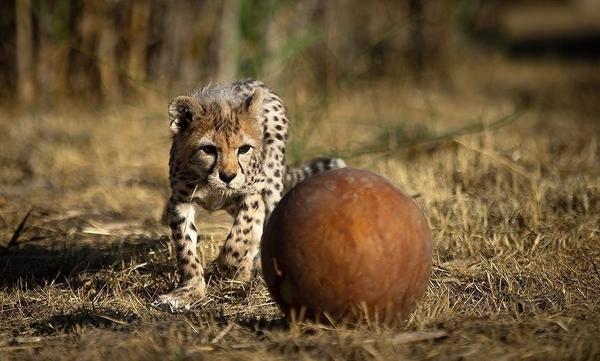پیروز اواخر فروردین ماه به توران منتقل می شود