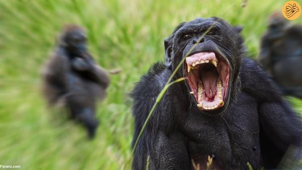 سرنوشت کودکی که شامپانزه ها صورتش را پاره کردند!