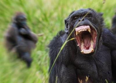 سرنوشت کودکی که شامپانزه ها صورتش را پاره کردند!