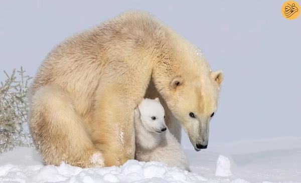 عکس روز حیات وحش؛ توله خرس قطبی مادرش را کلافه کرد